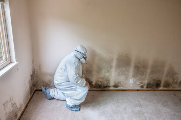 Trusted Marquette Heights, IL Mold Removal Experts
